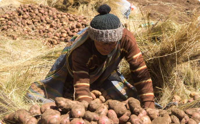 Nosotros 2 cultivo de papas